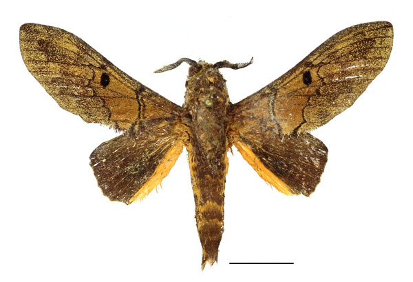 /filer/webapps/moths/media/images/D/dogma_Filiola_AM_Basquin_01.jpg