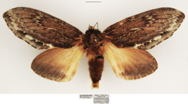 /filer/webapps/moths/media/images/D/dogma_Lasiocesa_AF_TMSA_01.jpg