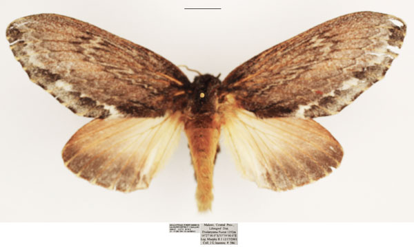 /filer/webapps/moths/media/images/D/dogma_Lasiocesa_AF_TMSA_02.jpg