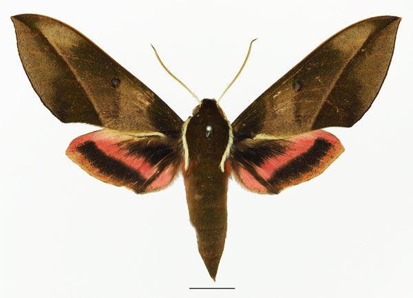 /filer/webapps/moths/media/images/D/dohertyi_Chaerocina_AF_Basquina.jpg