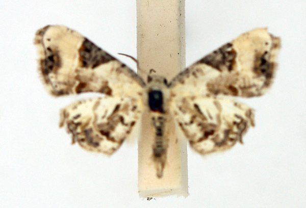 /filer/webapps/moths/media/images/D/dohertyi_Epiplema_AM_TMSA.jpg