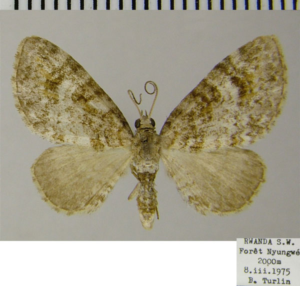 /filer/webapps/moths/media/images/D/dohertyi_Eupithecia_AF_ZSM.jpg