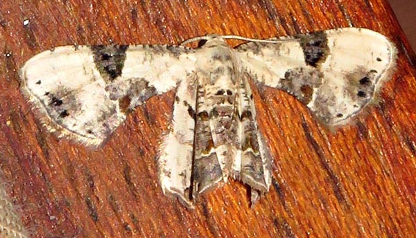 /filer/webapps/moths/media/images/D/dohertyi_Leucoplema_A_Braun_3.jpg