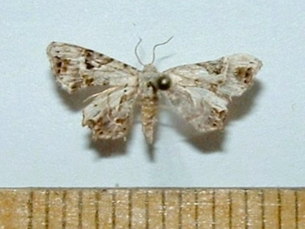 /filer/webapps/moths/media/images/D/dohertyi_Leucoplema_A_Mateke.jpg