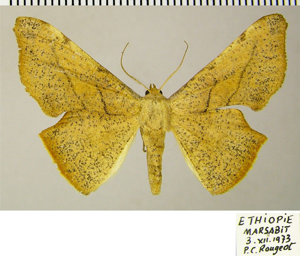 /filer/webapps/moths/media/images/D/dohertyi_Xenimpia_AF_ZSM_01.jpg