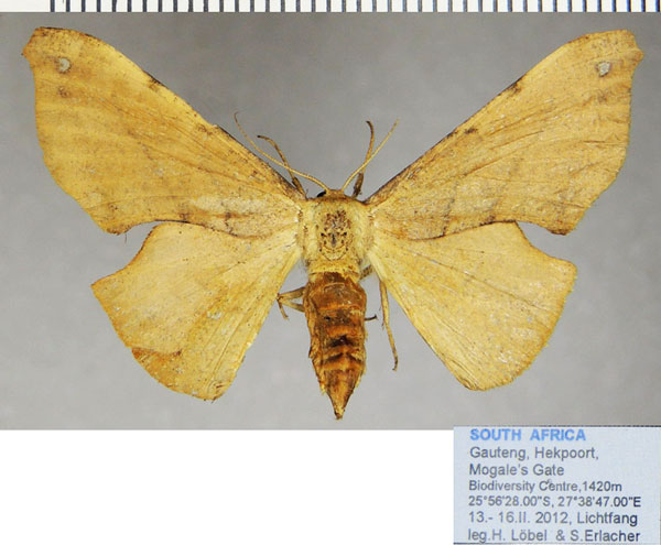 /filer/webapps/moths/media/images/D/dohertyi_Xenimpia_AF_ZSM_02.jpg