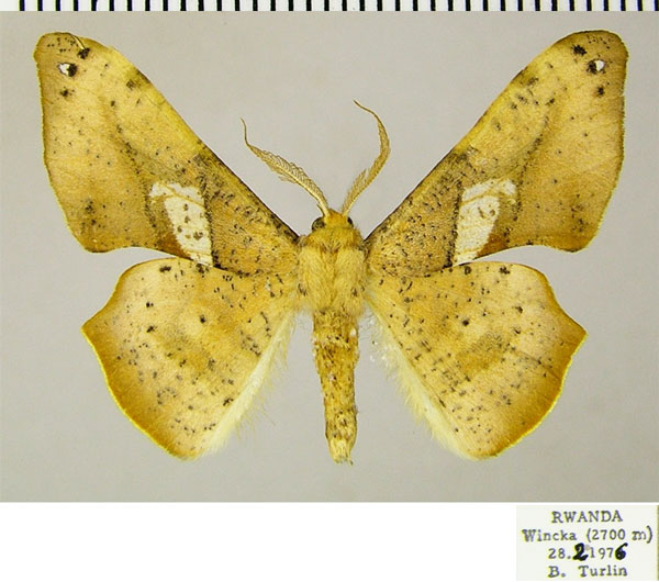 /filer/webapps/moths/media/images/D/dohertyi_Xenimpia_AM_ZSM_01.jpg