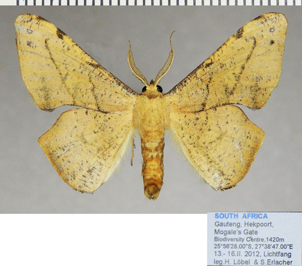 /filer/webapps/moths/media/images/D/dohertyi_Xenimpia_AM_ZSM_02.jpg