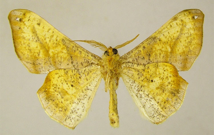 /filer/webapps/moths/media/images/D/dohertyi_Xenimpia_PTM_ZSMb.jpg