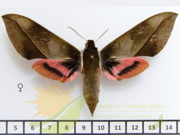 /filer/webapps/moths/media/images/D/dohertyi_strangulata_Chaerocina_AF_SMCR_02.jpg