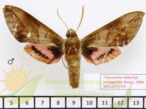 /filer/webapps/moths/media/images/D/dohertyi_strangulata_Chaerocina_HTM_SMCR_01.jpg