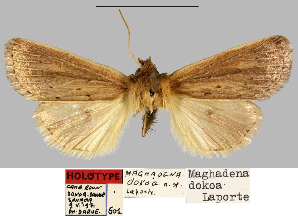 /filer/webapps/moths/media/images/D/dokoa_Maghadena_HT_MNHNa.jpg