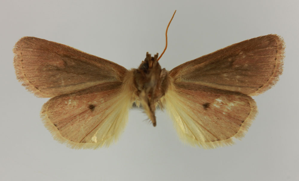 /filer/webapps/moths/media/images/D/dokoa_Maghadena_HT_MNHNb.jpg