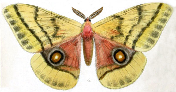 /filer/webapps/moths/media/images/D/dolabella_Antheraea_HT_Druce_38-2.jpg