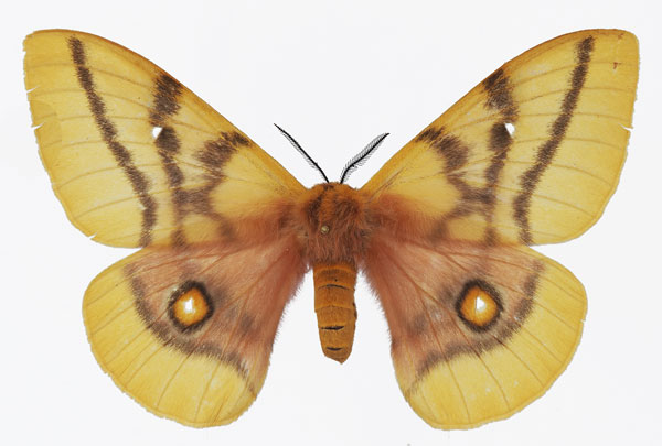 /filer/webapps/moths/media/images/D/dolabella_Ubaena_AF_Basquin.jpg