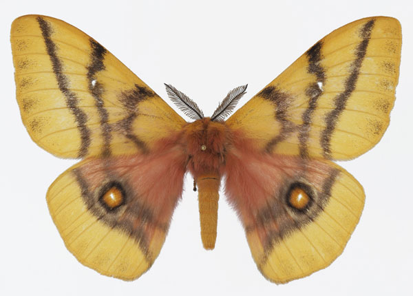 /filer/webapps/moths/media/images/D/dolabella_Ubaena_AM_Basquina.jpg