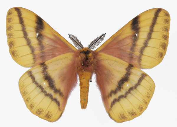 /filer/webapps/moths/media/images/D/dolabella_Ubaena_AM_Basquinb.jpg