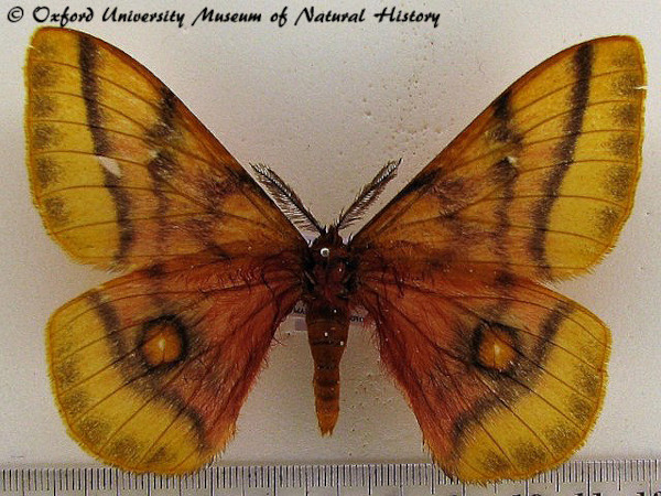 /filer/webapps/moths/media/images/D/dolabella_Ubaena_A_OUMNH.jpg