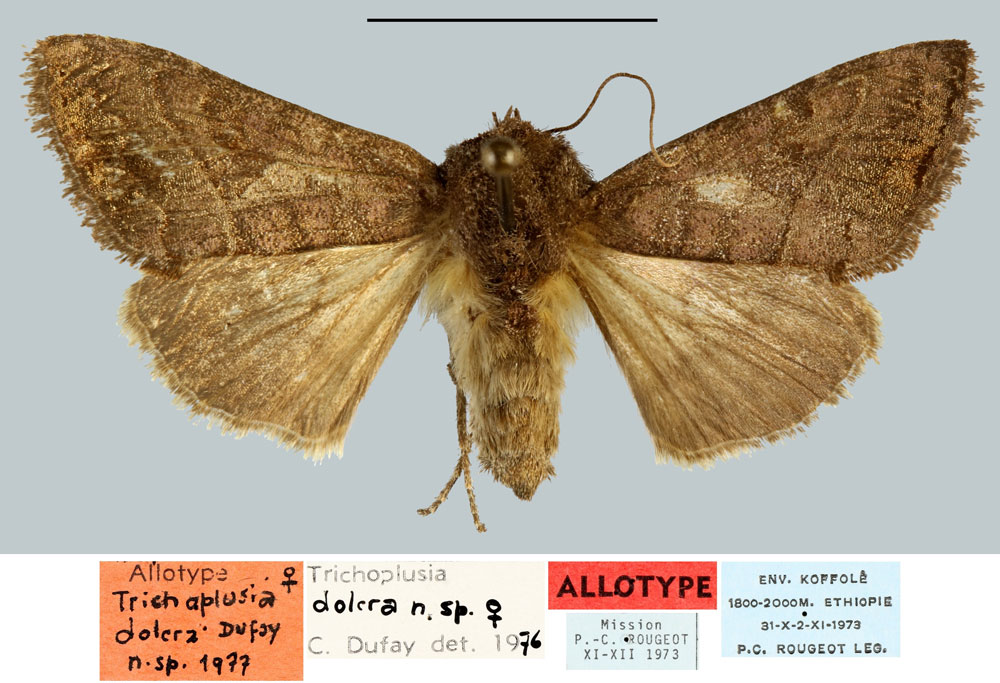 /filer/webapps/moths/media/images/D/dolera_Trichoplusia_AT_MNHN.jpg