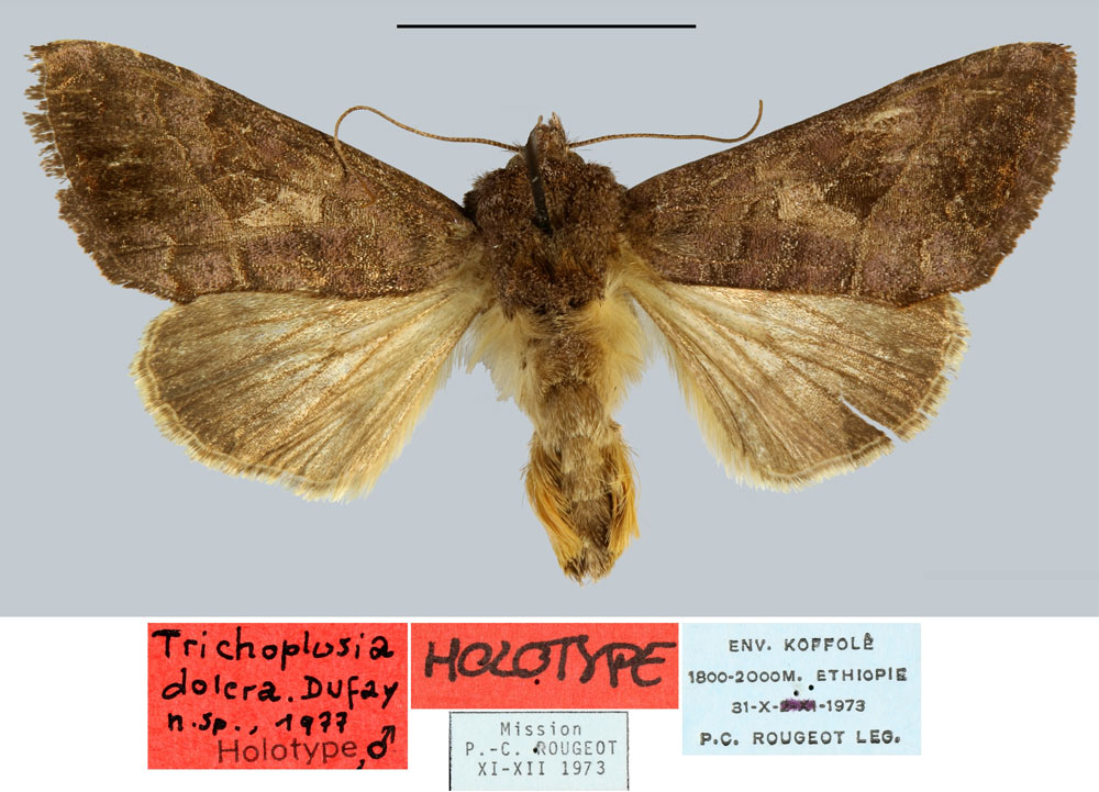 /filer/webapps/moths/media/images/D/dolera_Trichoplusia_HT_MNHN.jpg