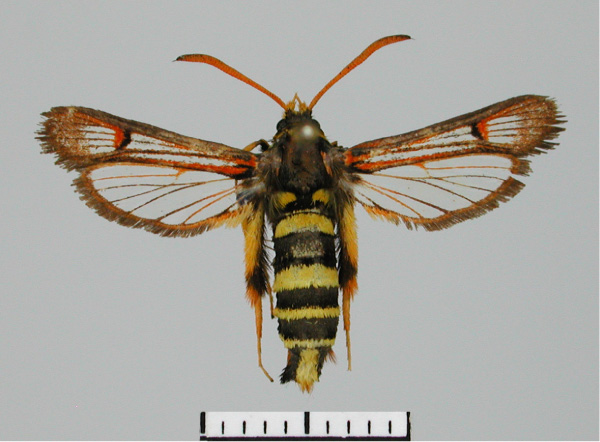 /filer/webapps/moths/media/images/D/doleriformis_Monopetalotaxis_AM_TMSA.jpg