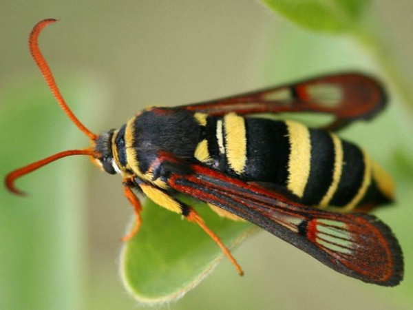 /filer/webapps/moths/media/images/D/doleriformis_Monopetalotaxis_A_Young.jpg