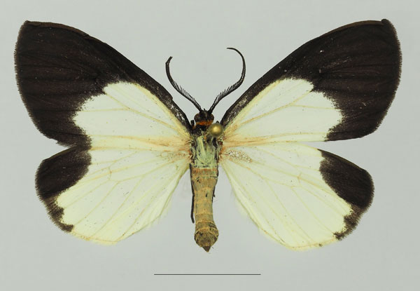 /filer/webapps/moths/media/images/D/doleris_Terina_AF_Basquin_01a.jpg