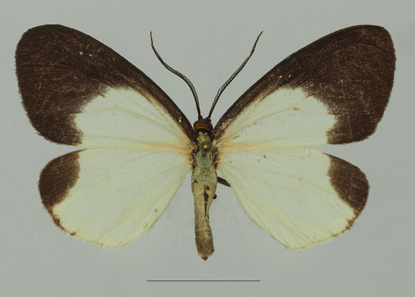 /filer/webapps/moths/media/images/D/doleris_Terina_AF_Basquin_02a.jpg