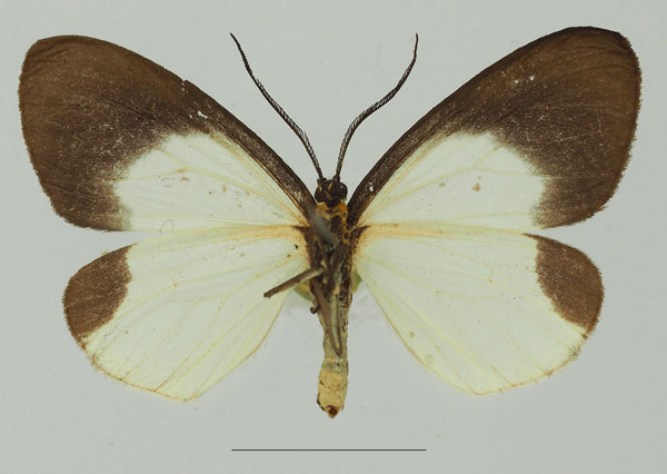 /filer/webapps/moths/media/images/D/doleris_Terina_AF_Basquin_02b.jpg