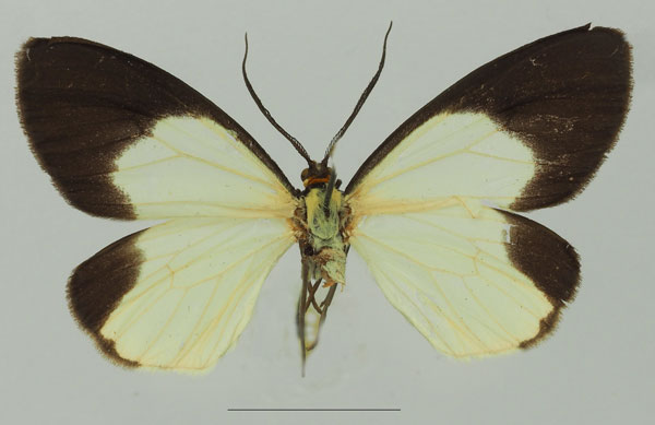/filer/webapps/moths/media/images/D/doleris_Terina_AF_Basquin_03a.jpg