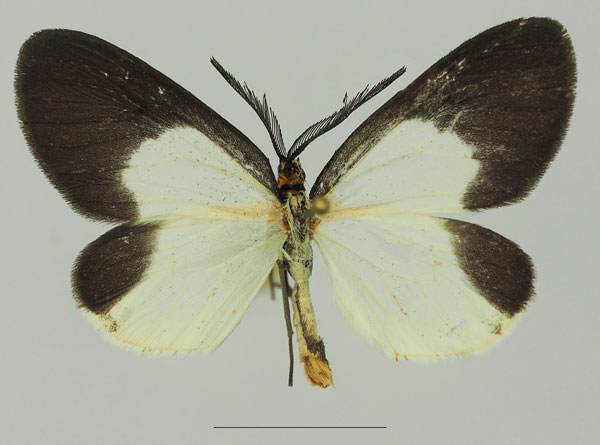 /filer/webapps/moths/media/images/D/doleris_Terina_AM_Basquina.jpg