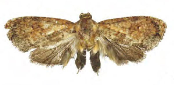 /filer/webapps/moths/media/images/D/dolia_Cryptophlebia_HT_RMCA.jpg