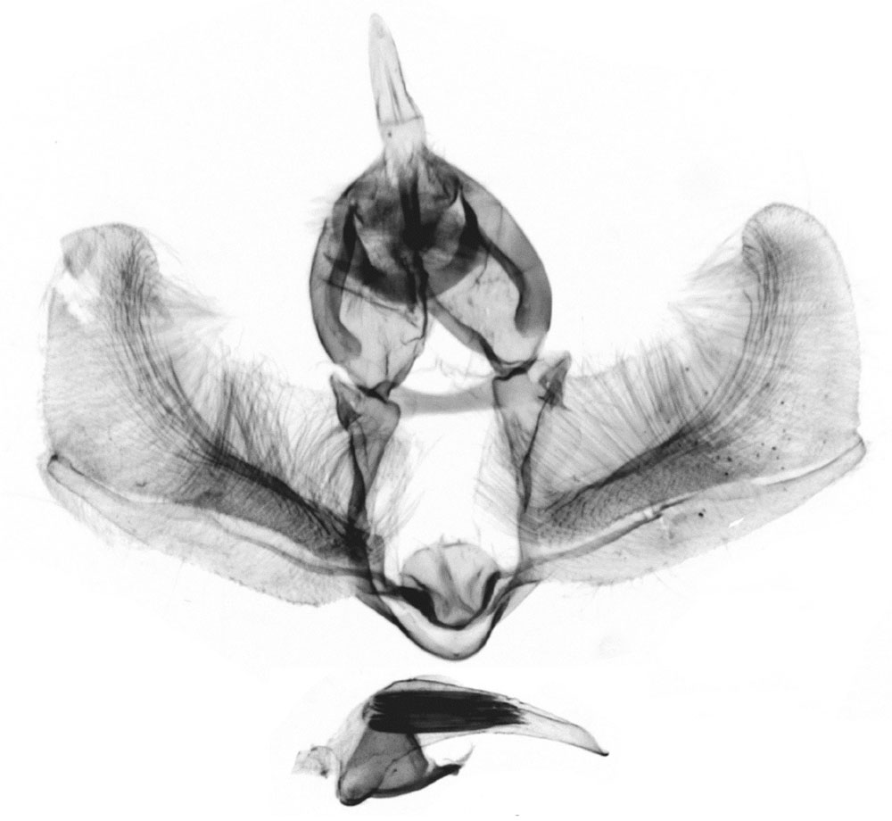 /filer/webapps/moths/media/images/D/dolia_Procrica_GMHT_RMCA_507.jpg