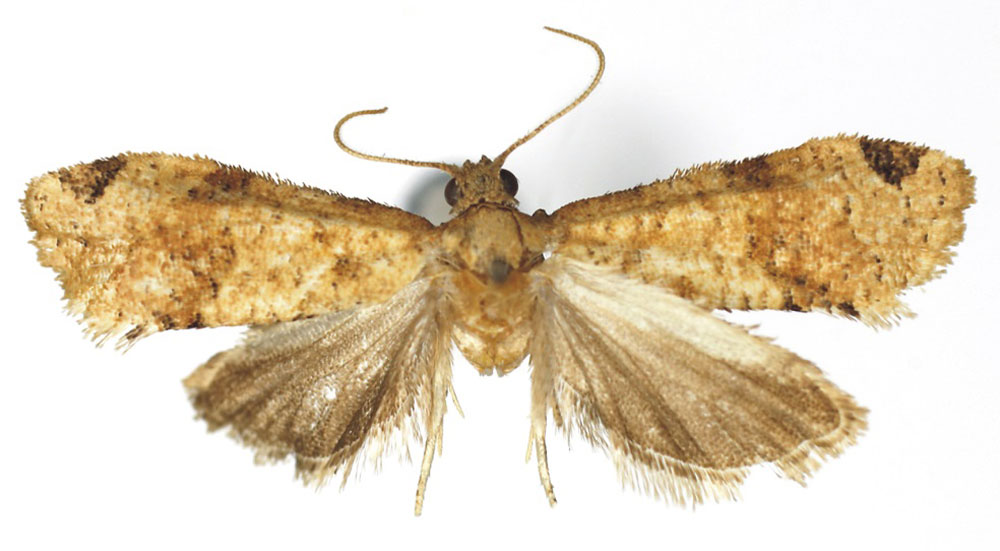 /filer/webapps/moths/media/images/D/dolia_Procrica_HT_RMCA.jpg