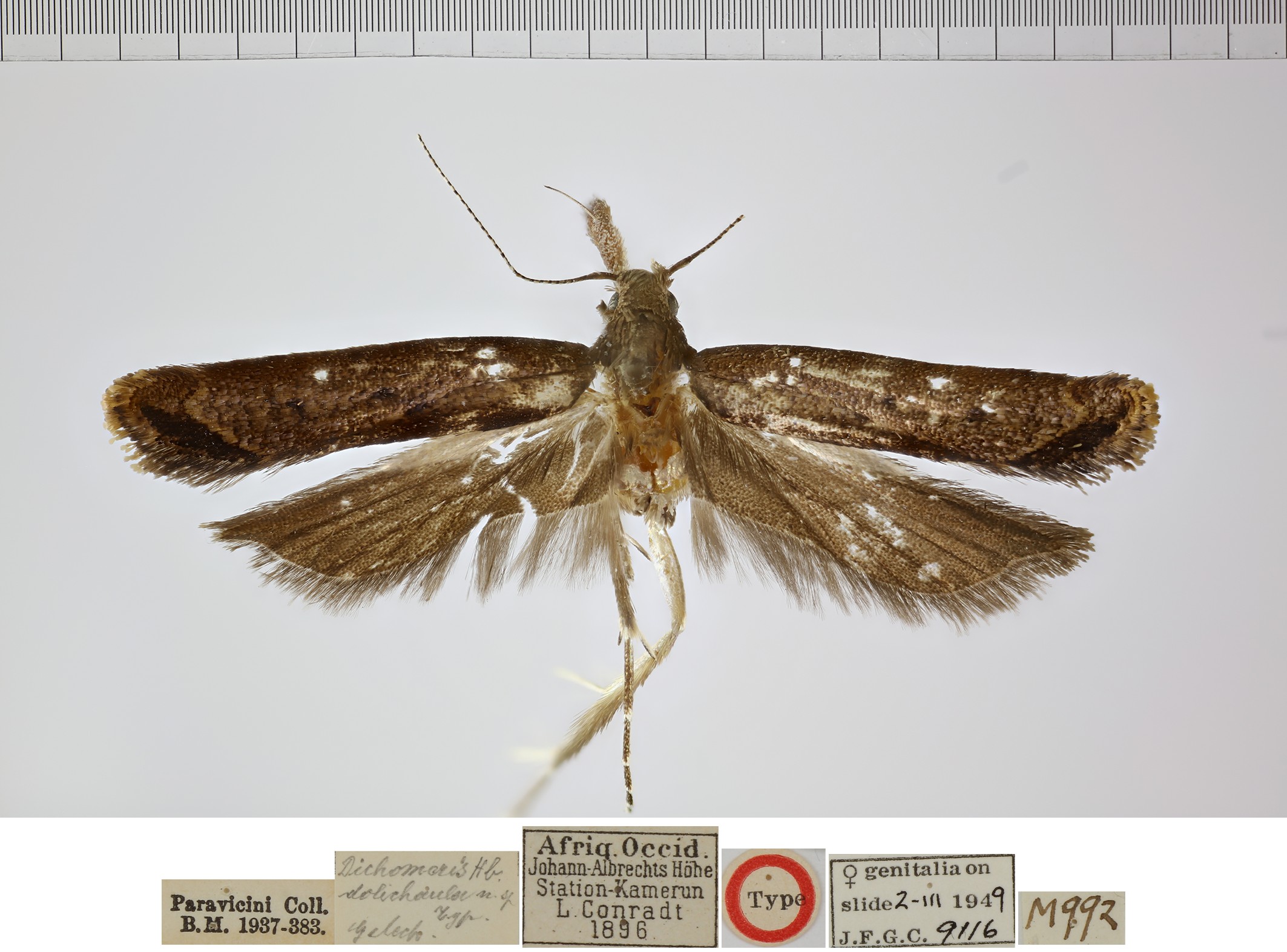 /filer/webapps/moths/media/images/D/dolichaula_Dichomeris_HTF_NHMUK.jpg