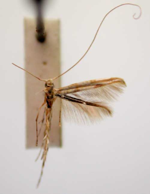 /filer/webapps/moths/media/images/D/dolichocera_Cuphodes_HT_TMSA6319.jpg