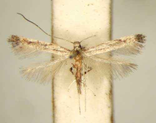 /filer/webapps/moths/media/images/D/dolichophila_Phodoryctis_PT_TMSA6244.jpg