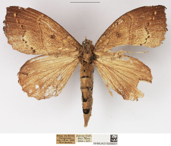 /filer/webapps/moths/media/images/D/dolichoprygma_Leipoxais_AF_NHMUK.jpg
