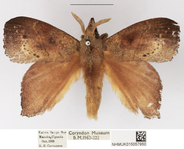 /filer/webapps/moths/media/images/D/dolichoprygma_Leipoxais_AM_NHMUK_01.jpg