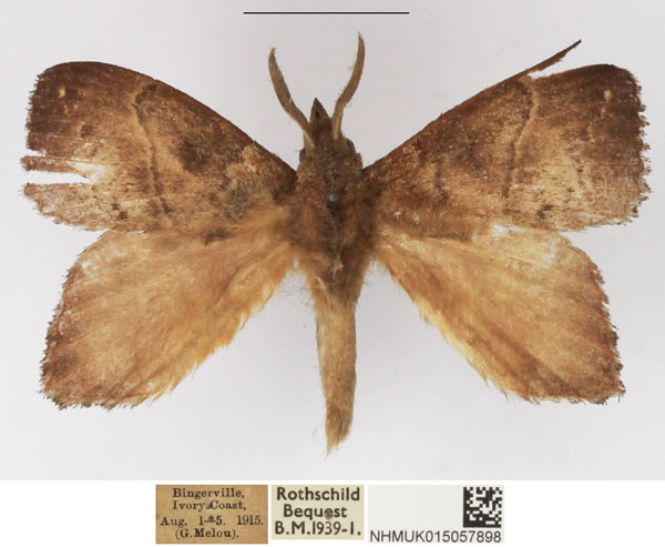 /filer/webapps/moths/media/images/D/dolichoprygma_Leipoxais_AM_NHMUK_02.jpg