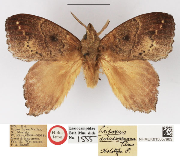 /filer/webapps/moths/media/images/D/dolichoprygma_Leipoxais_HT_NHMUK.jpg