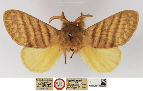 /filer/webapps/moths/media/images/D/dollmani_Hypotrabala_HT_NHMUK.jpg