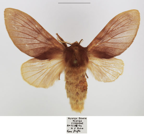 /filer/webapps/moths/media/images/D/dollmani_Mallocampa_AF_TMSA.jpg