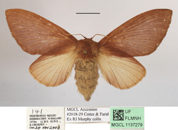 /filer/webapps/moths/media/images/D/dollmani_Mallocampa_A_MGCLa_01.JPG