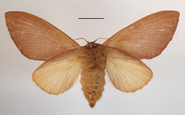 /filer/webapps/moths/media/images/D/dollmani_Mallocampa_A_MGCLb_01.JPG