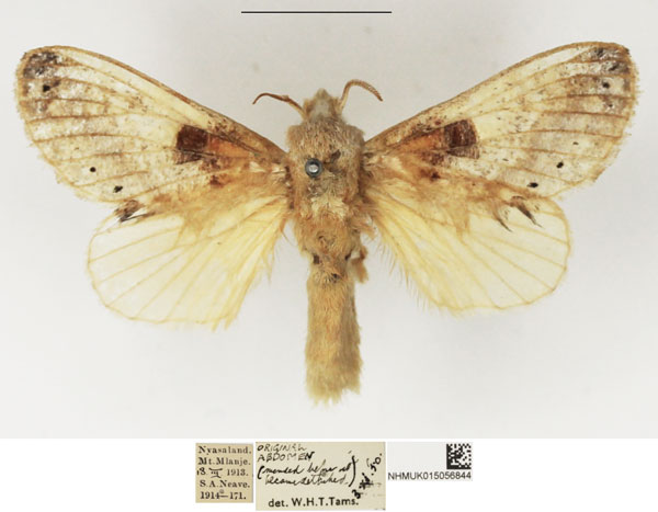 /filer/webapps/moths/media/images/D/dollmani_Odontocheilopteryx_AF_NHMUK.jpg