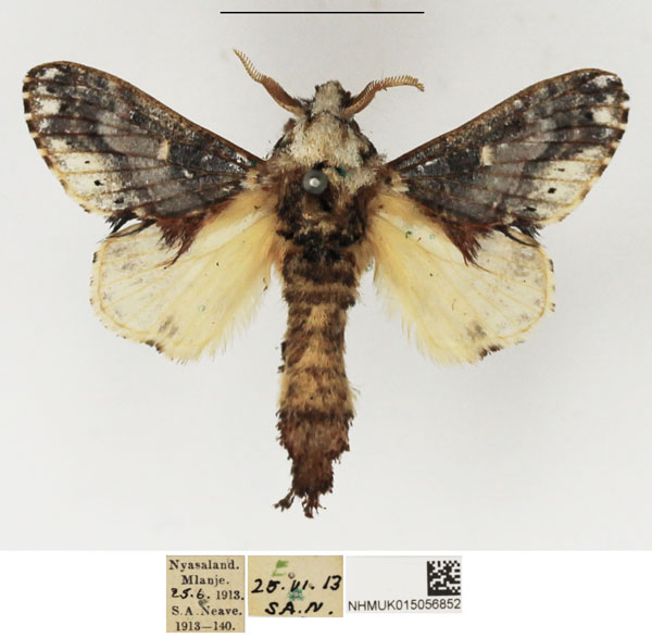 /filer/webapps/moths/media/images/D/dollmani_Odontocheilopteryx_AM_NHMUK.jpg