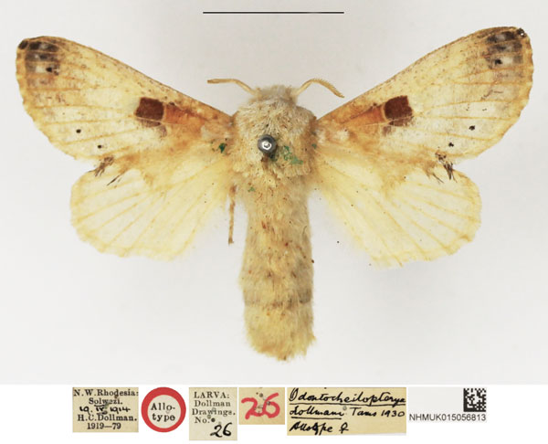 /filer/webapps/moths/media/images/D/dollmani_Odontocheilopteryx_AT_NHMUK.jpg