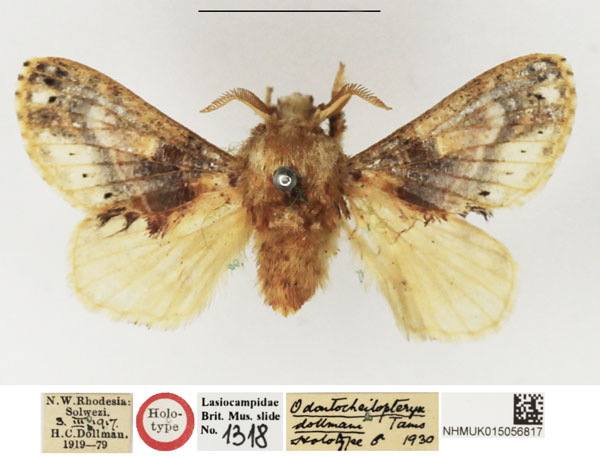 /filer/webapps/moths/media/images/D/dollmani_Odontocheilopteryx_HT_NHMUK.jpg