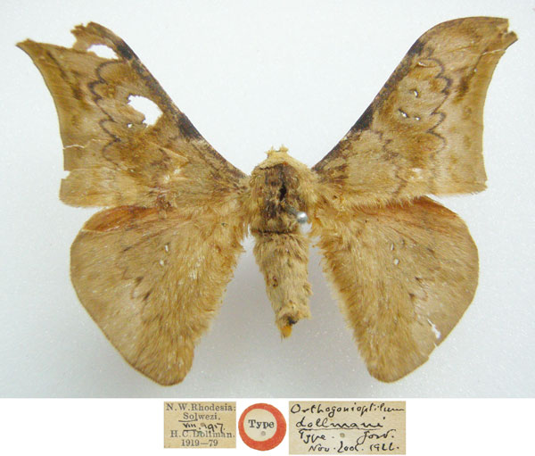 /filer/webapps/moths/media/images/D/dollmani_Orthogonioptilum_STM_NHMUKa.jpg